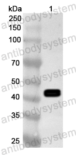 Валидация AntibodySystem PZZ04201