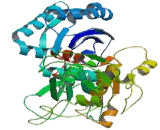 Ectonucleoside Triphosphate Diphosphohydrolase 1 (ENTPD1) Ectonucleoside Triphosphate Diphosphohydrolase 1 (ENTPD1)