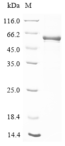 SDS-PAGE