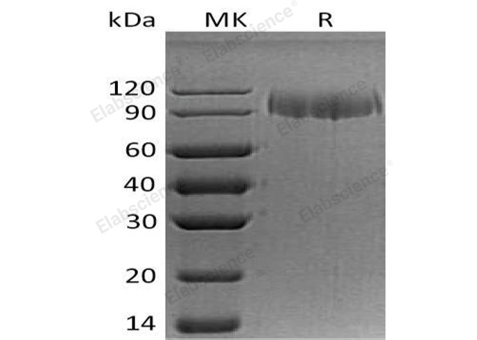 Валидация Elabscience PKSH032600(3047)