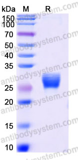 AHC96801, SDS-PAGE