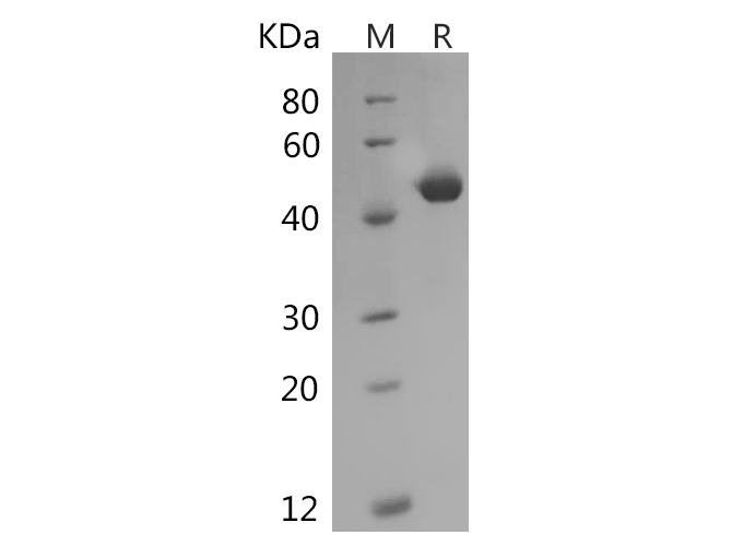 Валидация Elabscience PDMH100362(971)