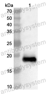 Валидация AntibodySystem PHB02401
