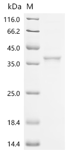 SDS-PAGE
