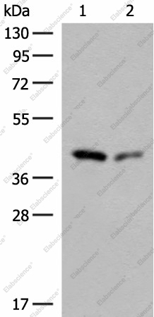 Вестерн-блоттинг, GIPC1, клетки HeLa и HEPG2