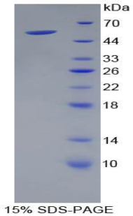 43316