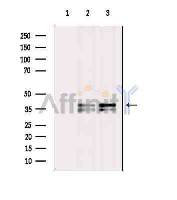 Валидация Affinity DF4160 - 15486