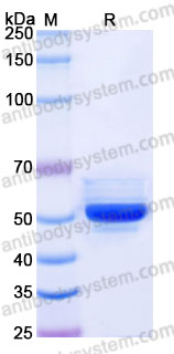 EHH01701, SDS-PAGE