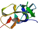 Tumor Necrosis Factor Receptor Superfamily, Member 10D (TNFRSF10D) Tumor Necrosis Factor Receptor Superfamily, Member 10D (TNFRSF10D)