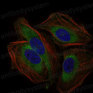 Валидация IF - AntibodySystem RHD02501