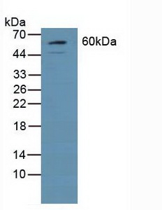5545