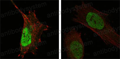 Валидация IF - AntibodySystem RHA43202