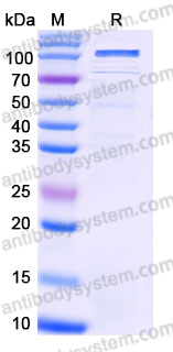 EHE37102, SDS-PAGE
