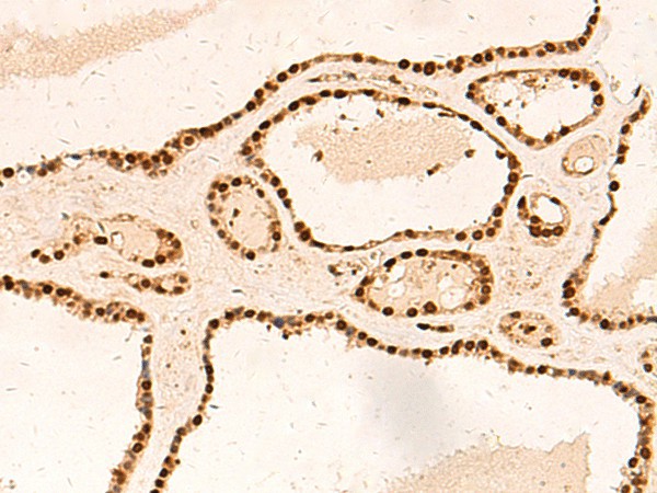 Валидация Elabscience E-AB-18960