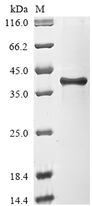 SDS-PAGE