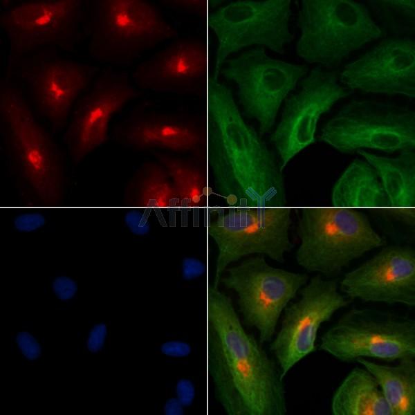 Валидация Affinity DF7991 - 19820