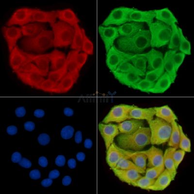 Валидация Affinity DF15046 - 11268