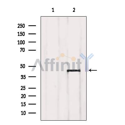 Валидация Affinity AF6011 - 3199