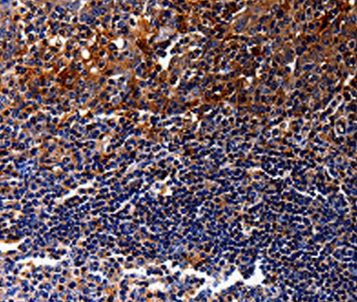 Валидация Elabscience E-AB-10098