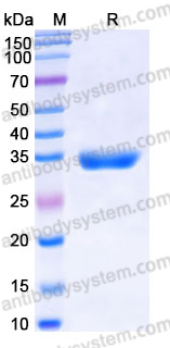 YHJ82202, SDS-PAGE