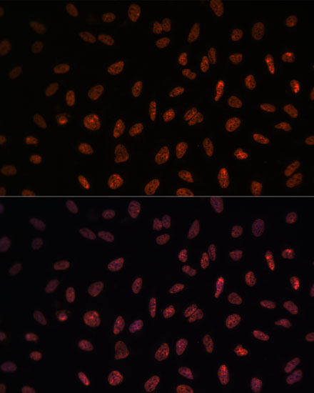 Валидация Elabscience E-AB-65521