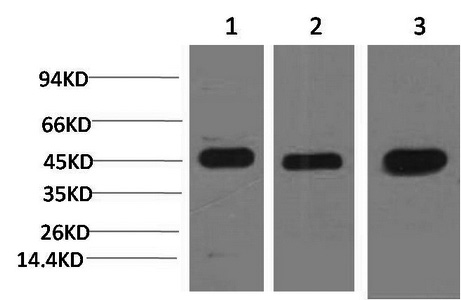 Валидация Elabscience E-AB-22162
