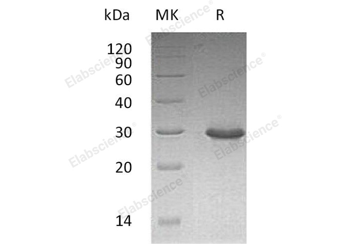 Валидация Elabscience PKSH033097(3461)