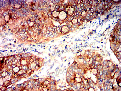 Валидация AntibodySystem RHG26702