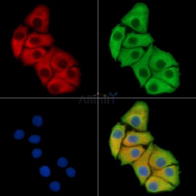 Валидация Affinity DF15431 - 11771