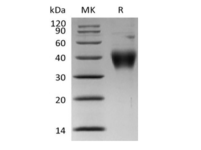 Валидация Elabscience PKSH033903(4134)