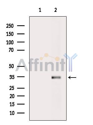 Валидация Affinity DF15553 - 11955