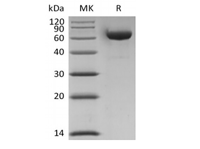 Валидация Elabscience PKSH033875(4109)