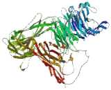 Integrin Alpha V (ITGaV) Integrin Alpha V (ITGaV)