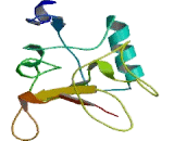 C-Type Lectin Domain Family 13, Member A (CLEC13A) C-Type Lectin Domain Family 13, Member A (CLEC13A)