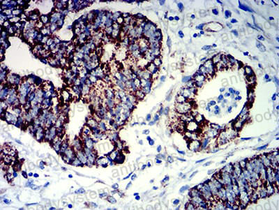 Валидация AntibodySystem RHB96103