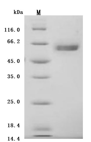 SDS-PAGE