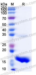 Валидация AntibodySystem YHB91401