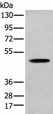 Валидация Elabscience E-AB-19472