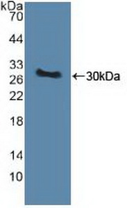 51503