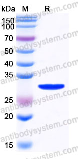 AHD00501, SDS-PAGE