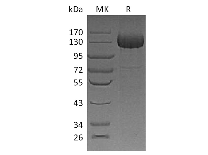 Валидация Elabscience PKSH033720(3998)