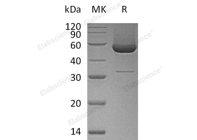 Валидация Elabscience PKSH033044(3418)