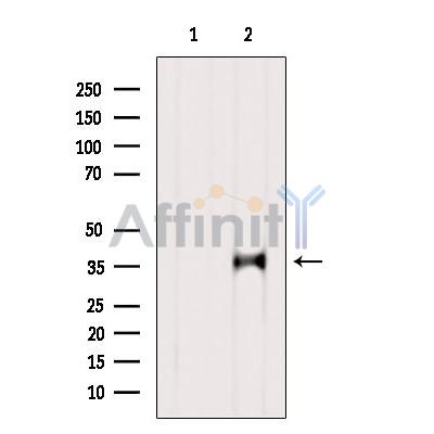 Валидация Affinity AF5178 - 2603