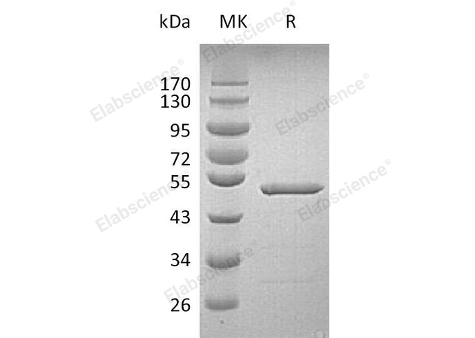 Валидация Elabscience PKSH032507(2968)