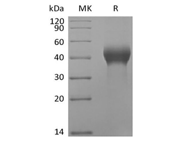 Валидация Elabscience PKSH034043(4274)