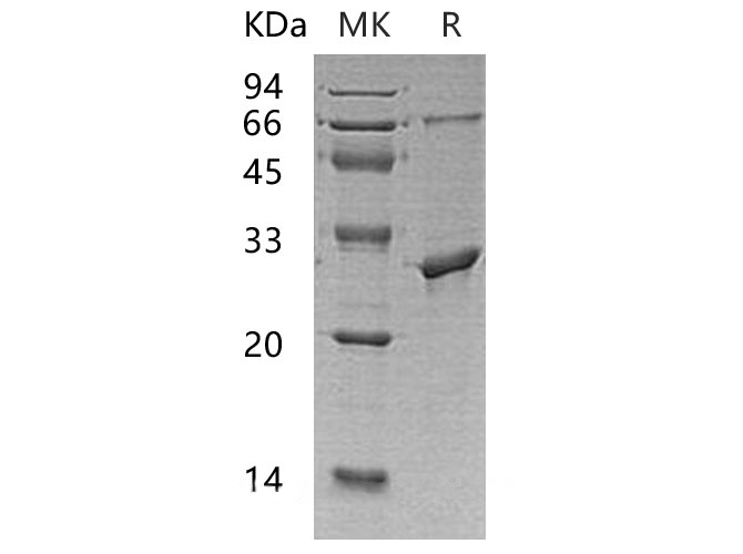 Валидация Elabscience PKSH032970(3360)