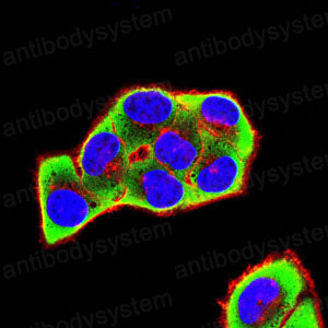 Валидация IF - AntibodySystem RHC24106