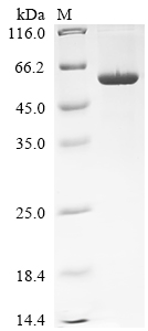 SDS-PAGE