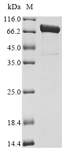 SDS-PAGE