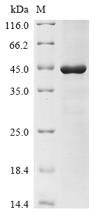 SDS-PAGE